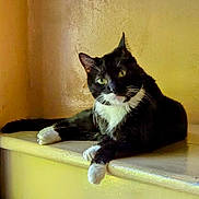 Ethel joined the competition — help win amazing prizes! animal, black_and_white, cat, cozy, curious, cute, domestic_cat, fur, green_eyes, indoor, ledges, lounging, pets, portrait, relaxed, resting, side_view, tuxedo_cat, whiskers, yellow_wall
