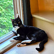 Ethel is registered to the contest to win money with this photo: cat, tuxedo_cat, window, windowsill, indoor, pet, animal, black_and_white, whiskers, curious, relaxed, sunlight, greenery, nature_outside, paws, tail, fur, resting, looking, cozy