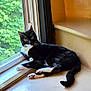 cat, tuxedo_cat, window, windowsill, indoor, pet, animal, black_and_white, whiskers, curious, relaxed, sunlight, greenery, nature_outside, paws, tail, fur, resting, looking, cozy