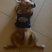 Vera is registered to the contest to win money with this photo: animal, black_shirt, canine, christmas, clothing, cute, dog, domestic_animal, funny_text, fur, holiday, indoor, looking_back, paws, pet, playful, resting, tail, text_on_clothing, tile_floor