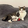animal, blanket, cat, cute, domestic_cat, ears, feline, fur_pattern, indoor, looking_at_camera, lying_down, paws, pet, relaxed, resting, strawberry_toy, tabby, toy, whiskers, white_fur