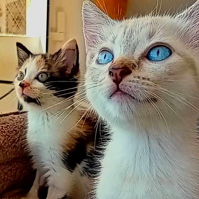 Milky a rejoint le concours — aidez-le/la à gagner de superbes lots ! abyssinian, angora, animal, cat, egyptiancat, indoors, kitten, manx, person, pet, photobombing, siamese, snout