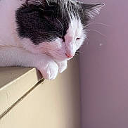 Pangur Ban is registered to the contest to win money with this photo: calm, cat, closeup, domestic_animal, ears, edge, face, feline, fur, gray, indoor, paw, peaceful, pet, quiet, resting, sleeping, soft_light, whiskers, white