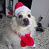dog, white_dog, fluffy, long_hair, santa_hat, christmas, holiday, red_bow, pet, animal, portrait, sitting, indoors, home, floor, bookshelf, festive, cute, looking_at_camera, photography