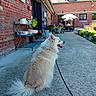 dog, white_dog, fluffy, long_hair, sitting, leash, courtyard, brick_building, patio, garden, potted_plants, flowers, outdoor, sunlight, architecture, rustic, furniture, terrace, animal, portrait