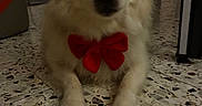 Jango participe au concours pour gagner de l'argent avec cette photo : dog, white_dog, fluffy, pet, red_bow, bow_tie, sitting, indoors, floor, terrazzo, portrait, close_up, long_fur, cream_fur, black_nose, dark_eyes, front_view, cute, home, animal