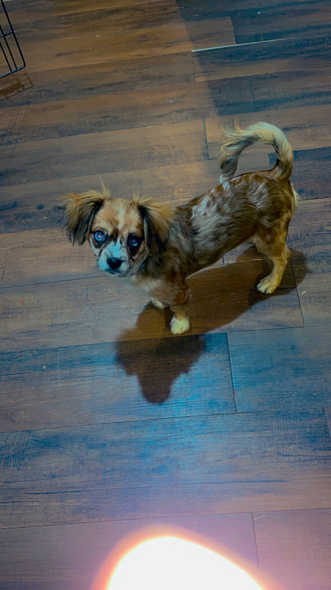 Blu Diamond joined the competition — help win amazing prizes! art, canidae, carnivore, companion_dog, dog, dog_breed, fawn, flooring, gun_dog, leash, liver, retriever, snout, spaniel, sporting_group, swimming_pool, toy_dog, wood, working_animal, working_dog