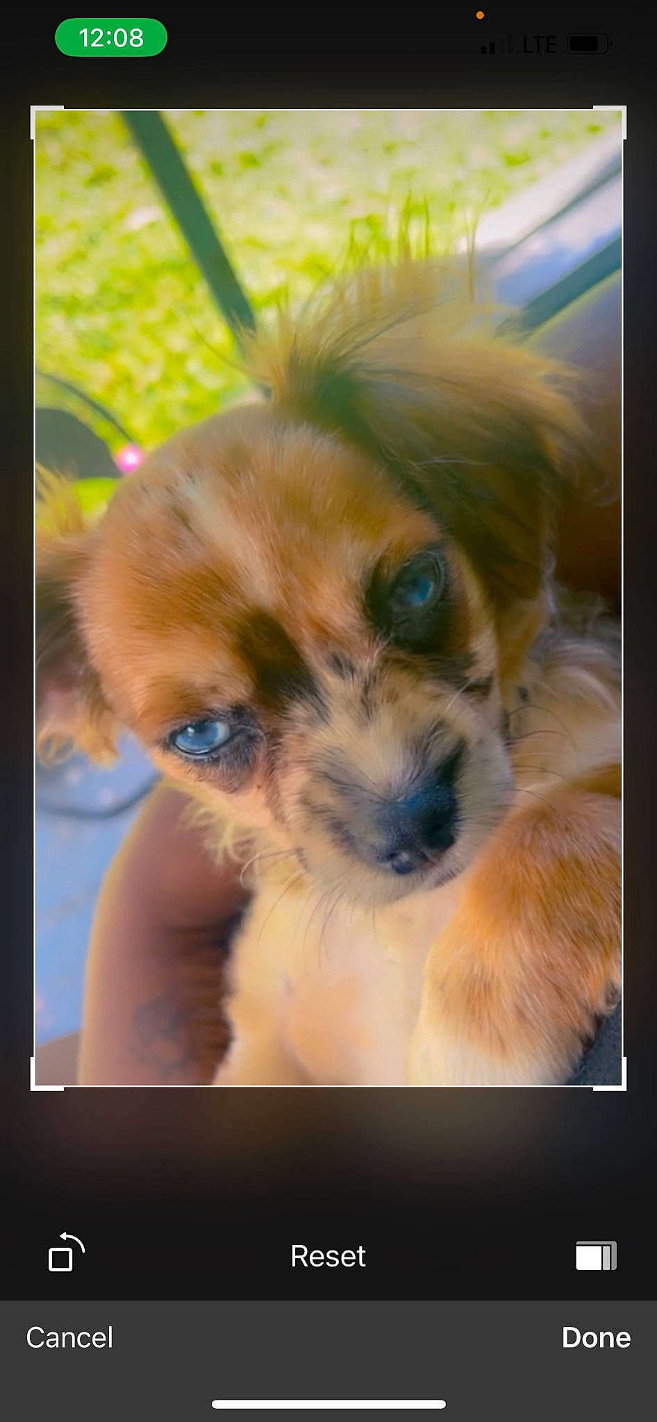 Blu Diamond is registered to the contest to win money with this photo: canidae, carnivore, companion_dog, corgi_chihuahua, dog, dog_breed, fawn, fur, non_sporting_group, plant, puppy, puppy_love, snout, sporting_group, terrestrial_animal, terrier, tibetan_spaniel, toy_dog, whiskers