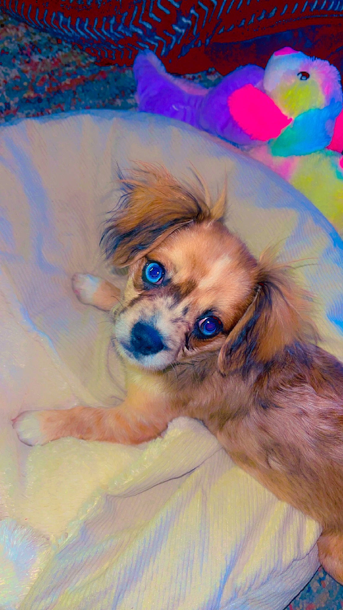 Blu Diamond is registered to the contest to win money with this photo: art, azure, carnivore, companion_dog, dog, dog_breed, dog_supply, electric_blue, eyewear, fawn, fur, glasses, goggles, liver, snout, sunglasses, toy, toy_dog, whiskers, working_animal