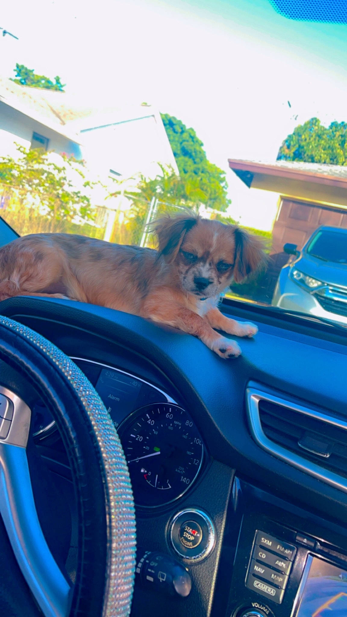 Blu Diamond joined the competition — help win amazing prizes! automotive_design, automotive_exterior, automotive_lighting, automotive_mirror, blue, car, carnivore, dog, green, hood, mode_of_transport, motor_vehicle, personal_luxury_car, sky, speedometer, steering_part, steering_wheel, vehicle, vehicle_door, window