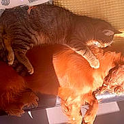 Flanelle a rejoint le concours — aidez-le/la à gagner de superbes lots ! cat, dog, tabby_cat, golden_retriever, couch, sunlight, nap, pet, sleeping, furry, cozy, friendship, indoor, animal, paw, fur, relaxing, companion, home, cute