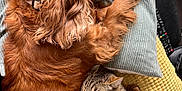 Flanelle participe au concours pour gagner de l'argent avec cette photo : animal, cat, companion, couch, cozy, cushion, cute, dog, domestic, friendship, fur, golden_dog, indoor, paw, pet, relaxing, resting, sleeping, snuggling, tabby_cat