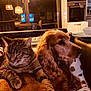 cat, dog, couch, indoor, pet, tabby_cat, golden_brown_dog, snuggling, warm_lighting, living_room, cozy, furniture, kitchen, lamp, window, pillow, relaxing, domestic, animal, companionship
