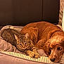 Flanelle participe au concours pour gagner de l'argent avec cette photo : cat, dog, pet_bed, tabby_cat, golden_brown_dog, indoor, cozy, relaxed, animal, furry, companions, resting, cute, domestic, friendship, striped_cat, curled_up, soft_lighting, warm_colors, comfortable