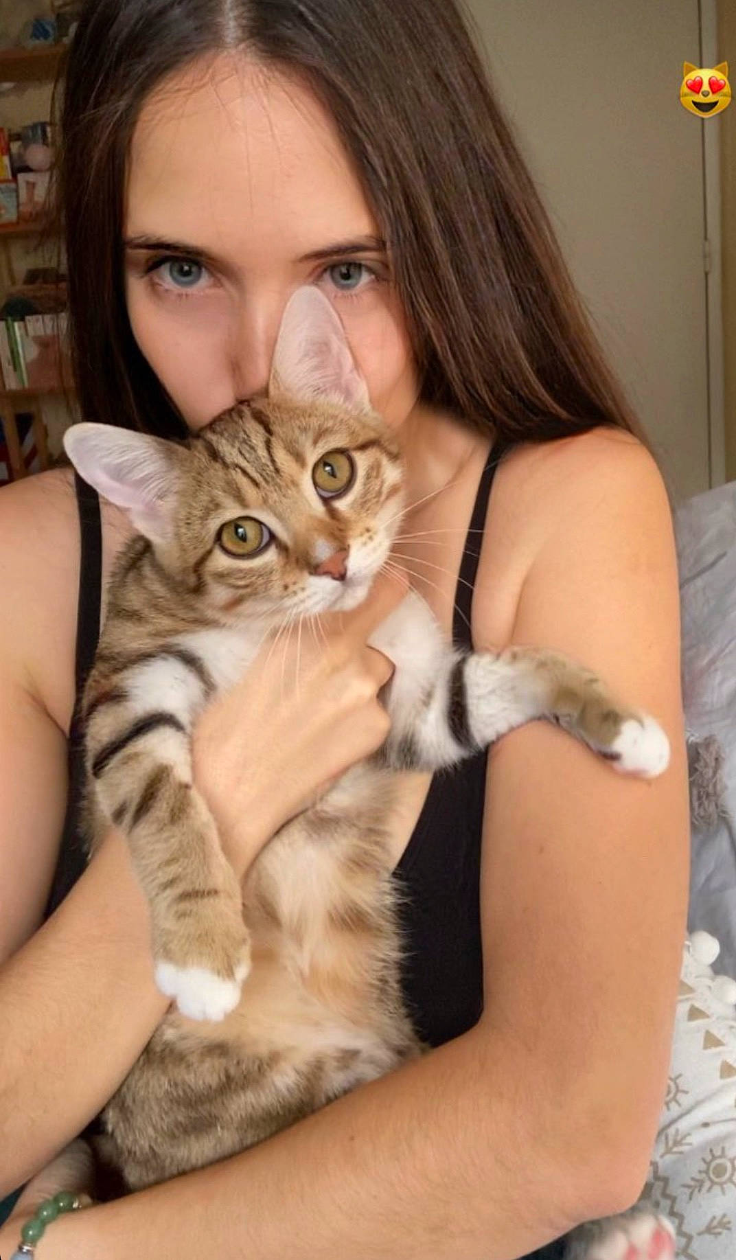 Spartacus a rejoint le concours — aidez-le/la à gagner de superbes lots ! carnivore, cat, comfort, domestic_short_haired_cat, ear, eyelash, fawn, felidae, fur, gesture, hand, lap, nail, paw, shelf, sitting, small_to_medium_sized_cats, tree, vertebrate, whiskers