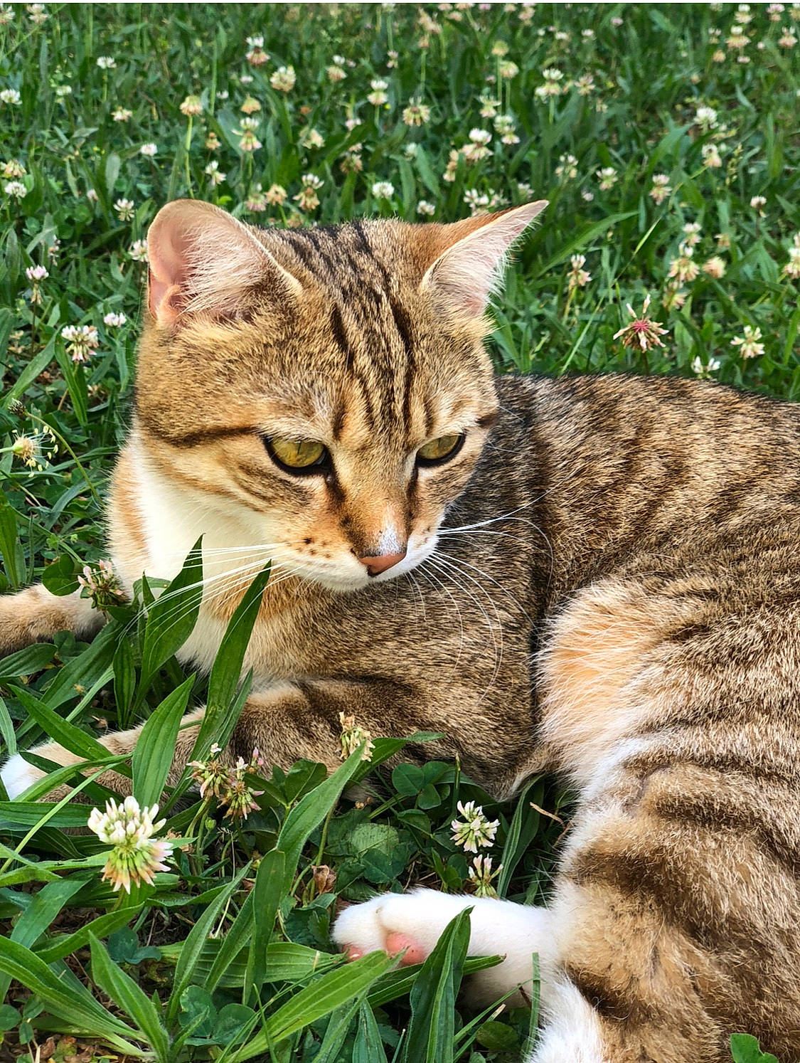 Spartacus a rejoint le concours — aidez-le/la à gagner de superbes lots ! carnivore, cat, domestic_short_haired_cat, fawn, felidae, flower, fur, grass, groundcover, organism, photo_caption, plant, small_to_medium_sized_cats, snout, terrestrial_animal, terrestrial_plant, tree, vegetation, whiskers, wildlife