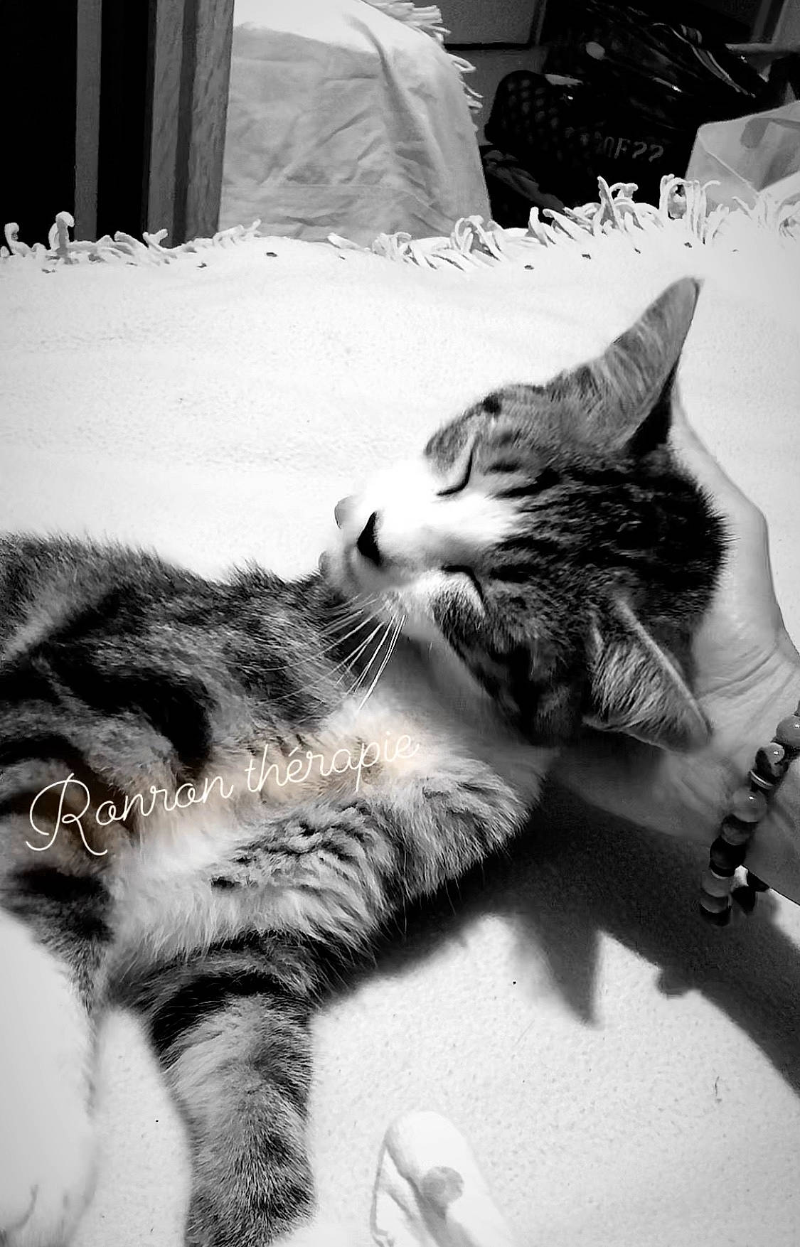 Tokyo participe au concours pour gagner de l'argent avec cette photo : black, black_and_white, carnivore, cat, comfort, domestic_short_haired_cat, felidae, fur, grey, monochrome, monochrome_photography, paw, photograph, small_to_medium_sized_cats, snapshot, snout, style, tail, whiskers, white