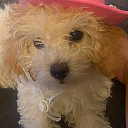 Gigi joined the competition — help win amazing prizes! adorable, animal, brown_eyes, close_up, cowboy_hat, curly_fur, cute, dog, domestic_animal, face, fluffy, fur, indoor, looking, pet, pink_hat, puppy, sitting, small_dog, white_fur