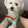 adorable, animal, bow_tie, carpet, carrot_pattern, companion, curly_fur, cute, dog, domestic, fluffy, hand, indoor, looking_at_camera, pet, pet_clothing, portrait, shirt, small_dog, white_dog