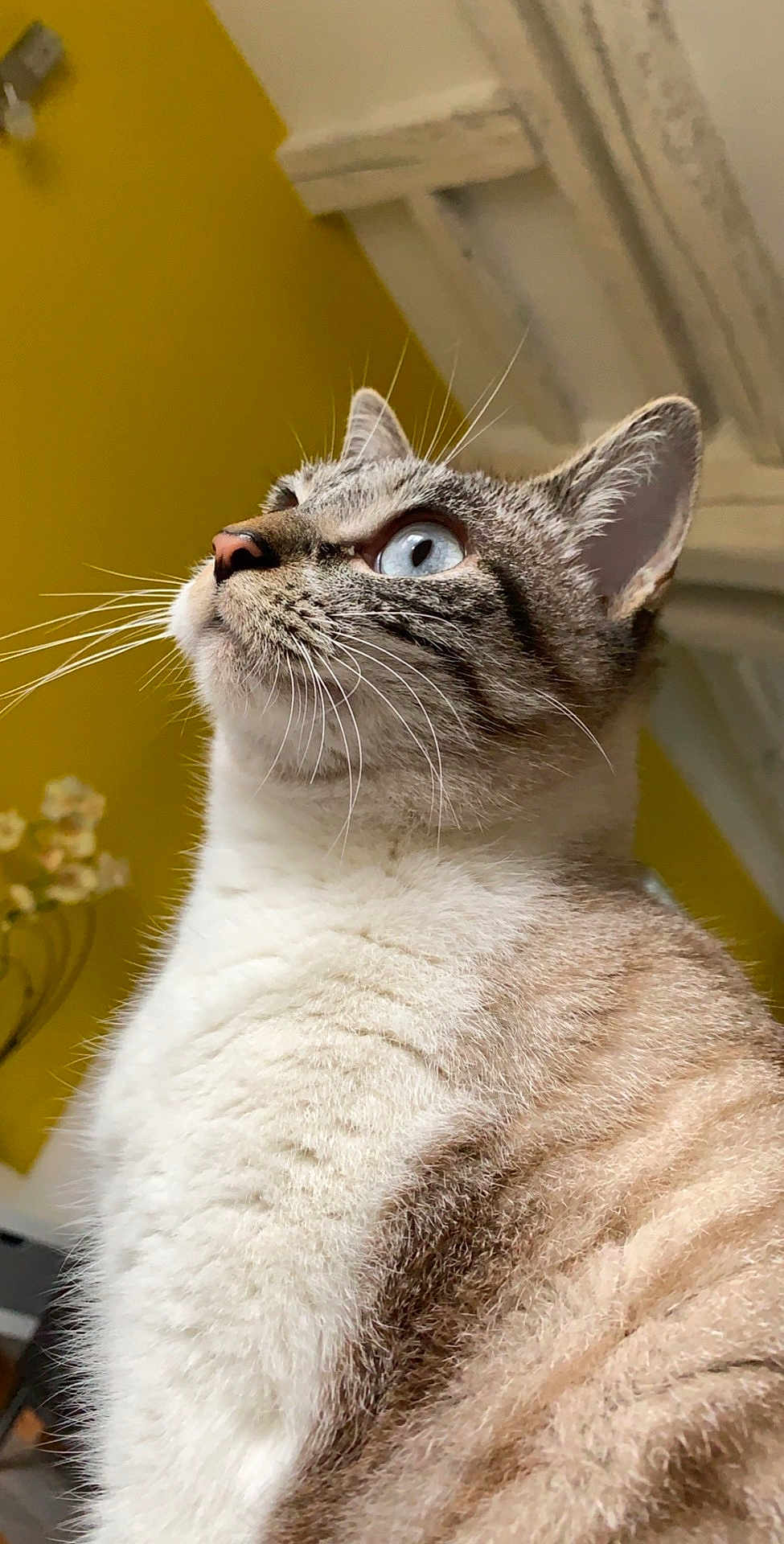 Simba