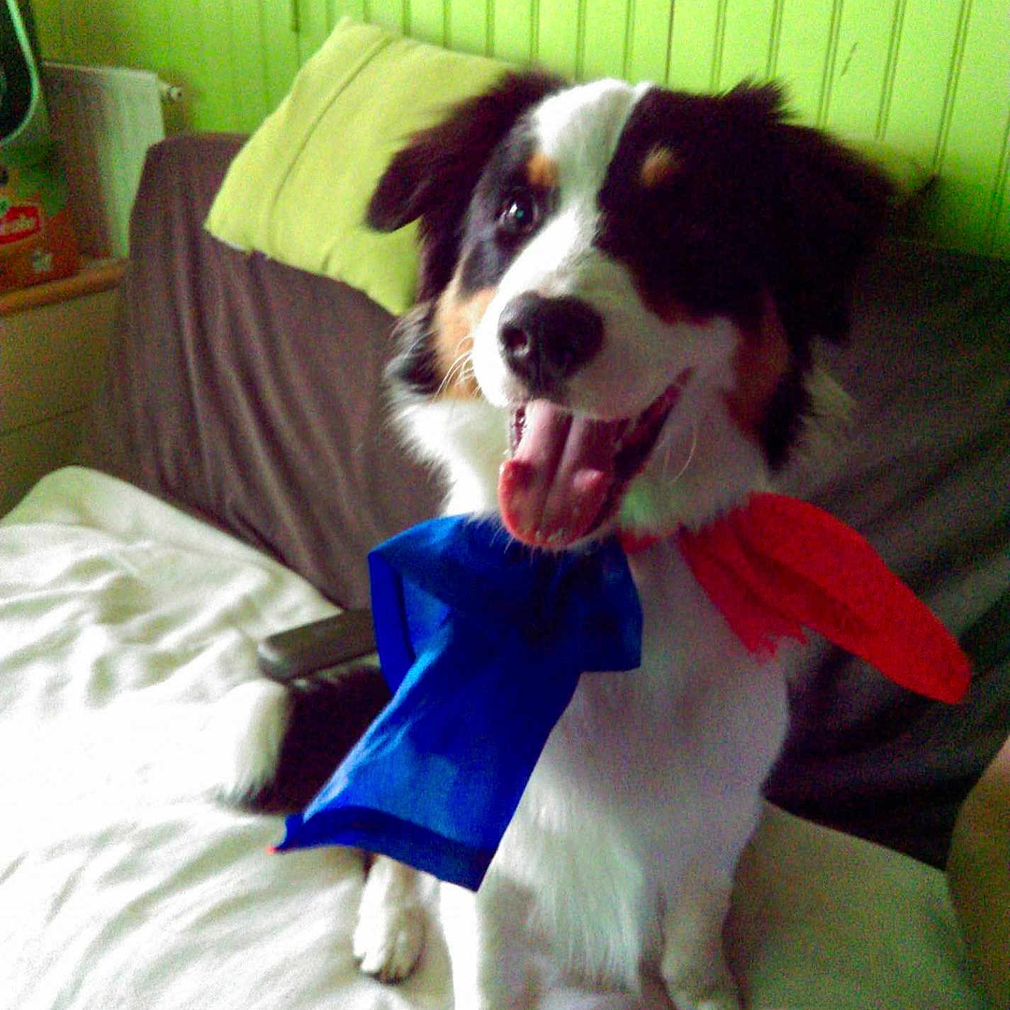 Lucky participe au concours pour gagner de l'argent avec cette photo : animal, blanket, blue_bow, bow, canine, couch, dog, domestic, face, fur, furniture, happy, home, indoor, paw, pet, red_bow, sitting, smiling, tongue_out