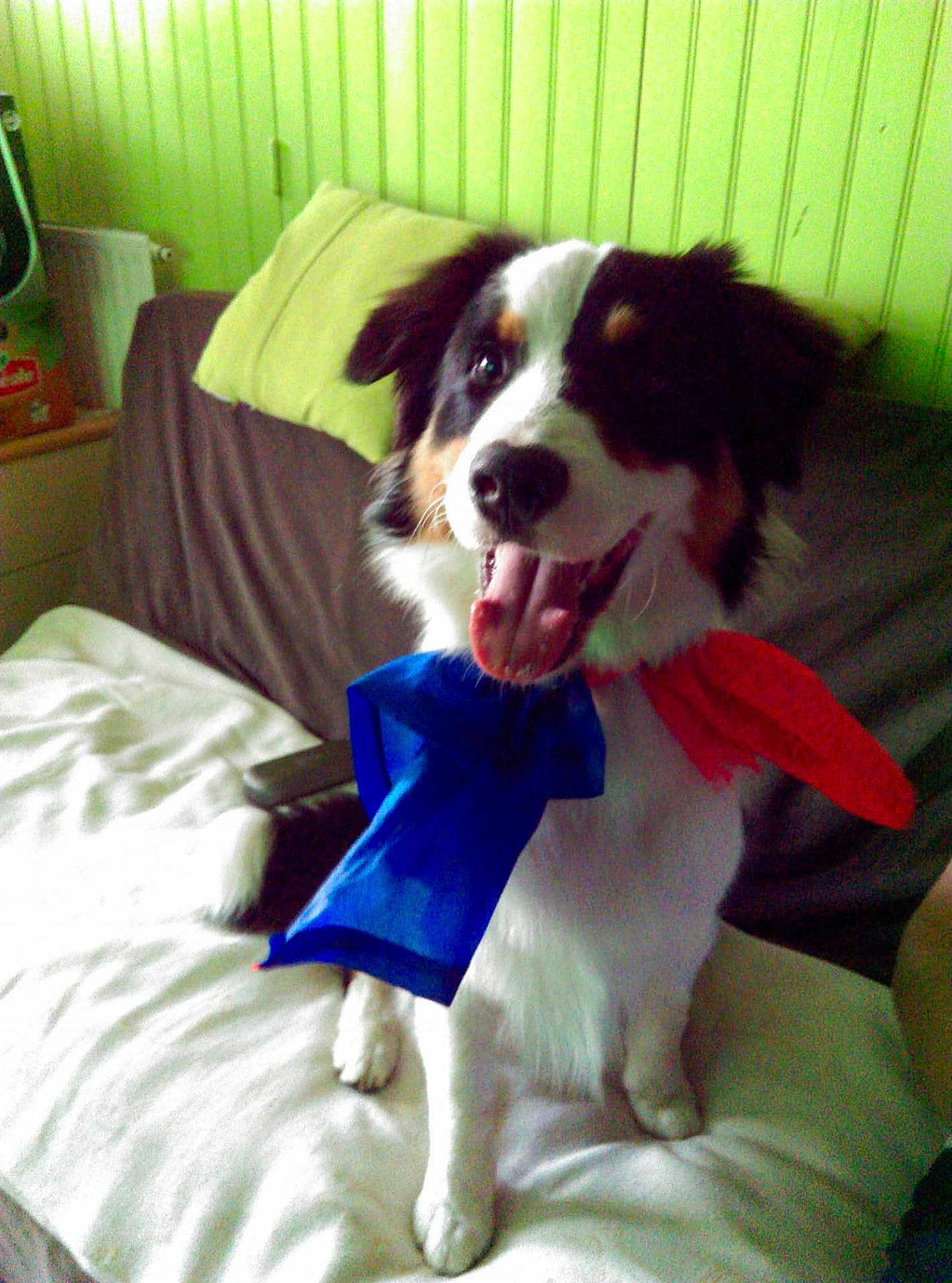 Lucky participe au concours pour gagner de l'argent avec cette photo : dog, bow, blue_bow, red_bow, couch, blanket, indoor, pet, happy, tongue_out, fur, sitting, face, paw, smiling, animal, home, furniture, canine, domestic