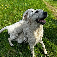 Luna participe au concours pour gagner de l'argent avec cette photo : dog, dogs, white_dog, muddy, grass, field, yellow_flowers, outdoor, nature, playful, happy, pet, animal, canine, sunny, greenery, summer, two_animals, smiling, fur