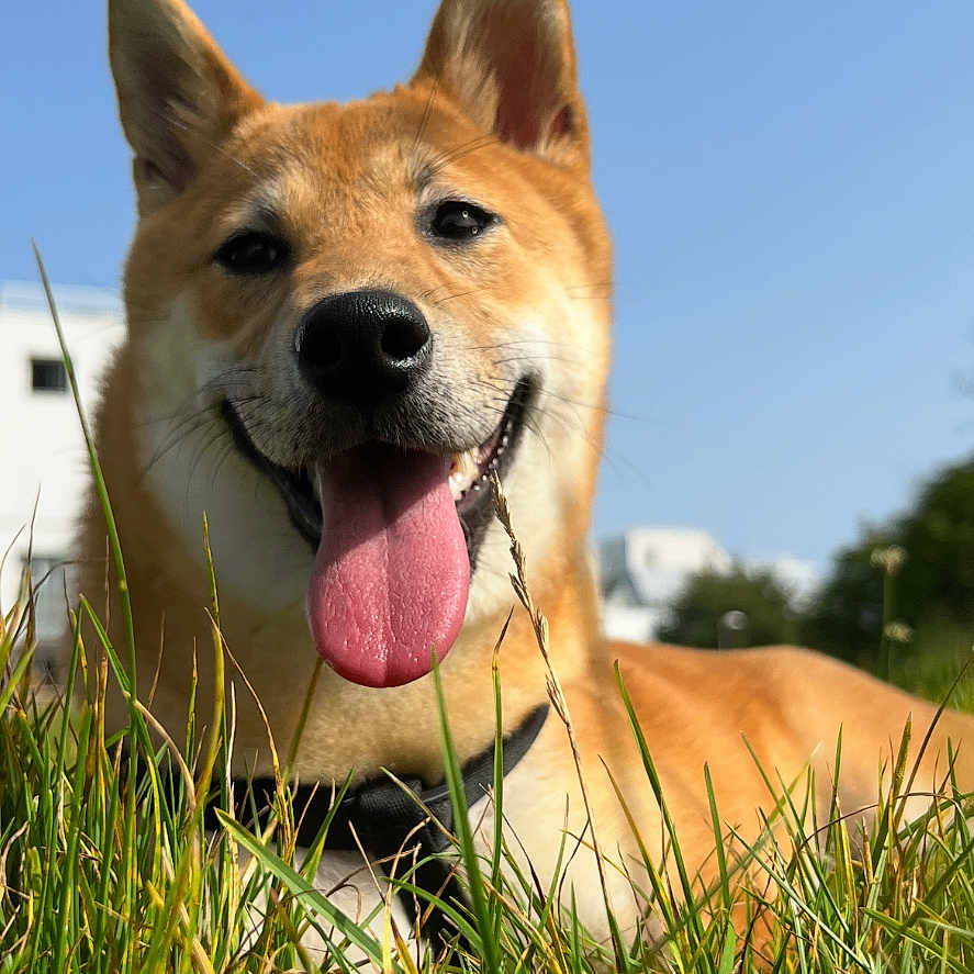 Ubby a rejoint le concours — aidez-le/la à gagner de superbes lots ! dog, grass, tongue_out, happy, outdoor, sunny, blue_sky, canine, pet, nature, animal, grass_blades, collar, smiling, daylight, mammal, close_up, shiba_inu, playful, relaxed
