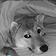 Ubby a rejoint le concours — aidez-le/la à gagner de superbes lots ! dog, blanket, bed, cozy, cute, fur, pet, animal, indoors, resting, portrait, snuggled, whiskers, ears, sleepy, companion, canine, relaxed, soft, comfort