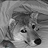 dog, blanket, bed, cozy, cute, fur, pet, animal, indoors, resting, portrait, snuggled, whiskers, ears, sleepy, companion, canine, relaxed, soft, comfort