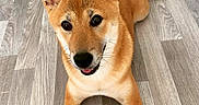 Ubby a rejoint le concours — aidez-le/la à gagner de superbes lots ! dog, shiba_inu, pet, animal, laying, floor, wooden_floor, cute, ears, tongue, fur, brown, canine, indoor, portrait, looking_up, whiskers, friendly, companion, domestic