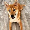 dog, shiba_inu, pet, animal, laying, floor, wooden_floor, cute, ears, tongue, fur, brown, canine, indoor, portrait, looking_up, whiskers, friendly, companion, domestic