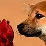 Ubby participe au concours pour gagner de l'argent avec cette photo : dog, puppy, flower, rose, sniffing, closeup, portrait, animal, pet, curious, brown, beige_background, nature, cute, ears, whiskers, side_view, still_life, indoor, soft_light