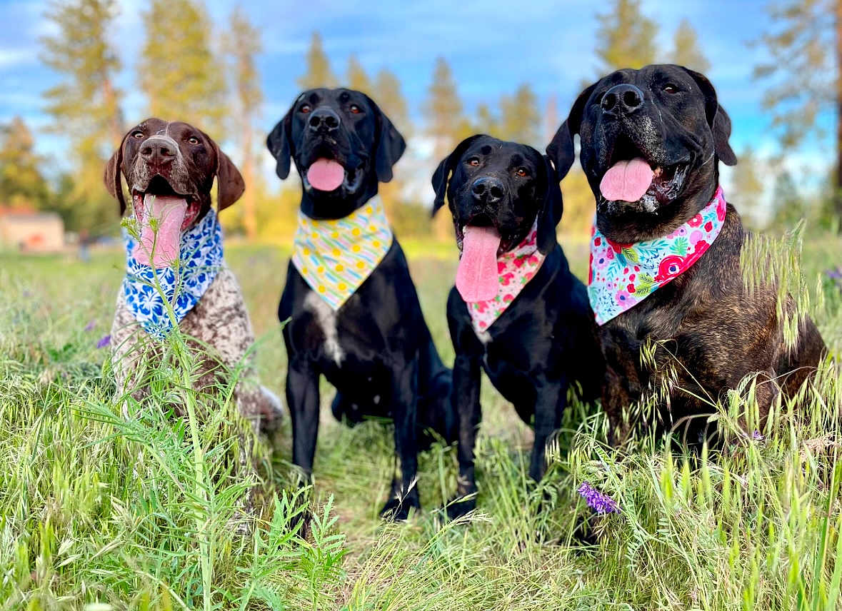 Minnie joined the competition — help win amazing prizes! dog, canine, animal, pet, outdoor, grass, bandana, tongue, panting, sitting, nature, field, happy, four_animals, summer, portrait, colorful, playful, sunlight, trees