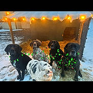 Minnie joined the competition — help win amazing prizes! dog, pig, snow, doghouse, holiday_lights, garland, festive, outdoor, winter, animal_group, pets, farm, decorations, cute, black_dog, spotted_dog, piglet, straw, cold, evening