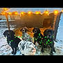 dog, pig, snow, doghouse, holiday_lights, garland, festive, outdoor, winter, animal_group, pets, farm, decorations, cute, black_dog, spotted_dog, piglet, straw, cold, evening