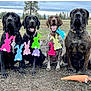 dog, outdoor, grass, tree, bunny_garland, toy, carrot_toy, pets, animal, nature, collar, sitting, four_dogs, playful, cheerful, rural, field, cloudy_sky, cute, companions