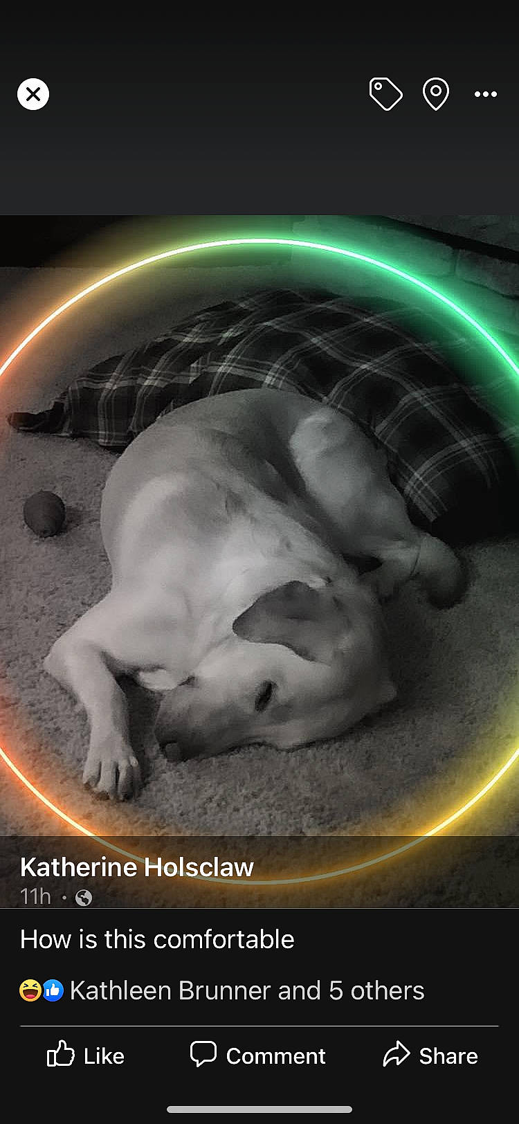 Bella is registered to the contest to win money with this photo: astronomical_object, canidae, carnivore, circle, companion_dog, darkness, dog, dog_breed, event, flash_photography, gas, light, outer_space, photo_caption, planet, science, space, stock_photography, terrestrial_animal, universe