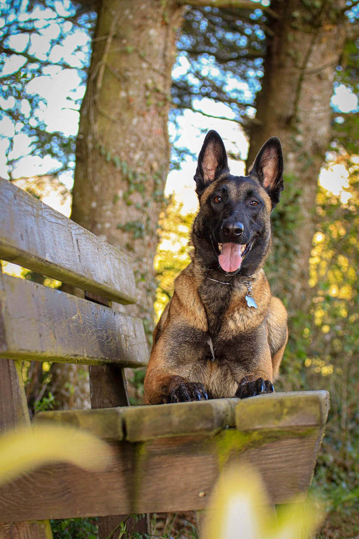 Ouchka a rejoint le concours — aidez-le/la à gagner de superbes lots ! canidae, carnivore, collar, companion_dog, dog, dog_breed, fawn, grass, herding_dog, non_sporting_group, plant, sky, snout, sporting_group, terrestrial_animal, tree, wildlife, wood, working_animal, working_dog