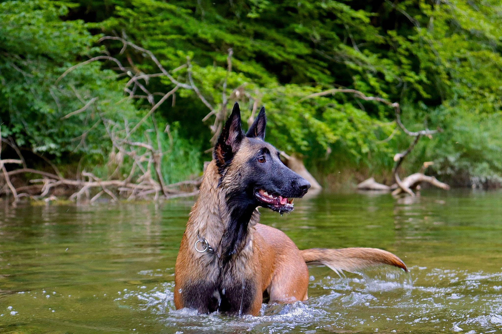 Ouchka participe au concours pour gagner de l'argent avec cette photo : bank, belgian_shepherd, belgian_shepherd_malinois, canidae, carnivore, dog, dog_breed, fawn, mammal, vertebrate, water, watercourse, wildlife