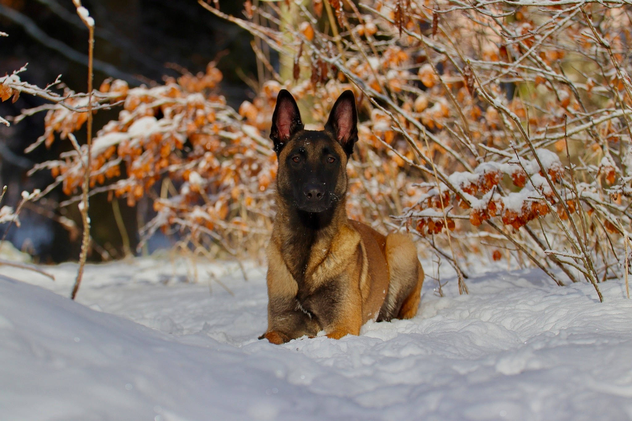 Ouchka participe au concours pour gagner de l'argent avec cette photo : canidae, carnivore, dog, dog_breed, fawn, freezing, fur, plant, snout, snow, sporting_group, tail, terrestrial_animal, tree, twig, whiskers, wildlife, winter, wood, working_dog
