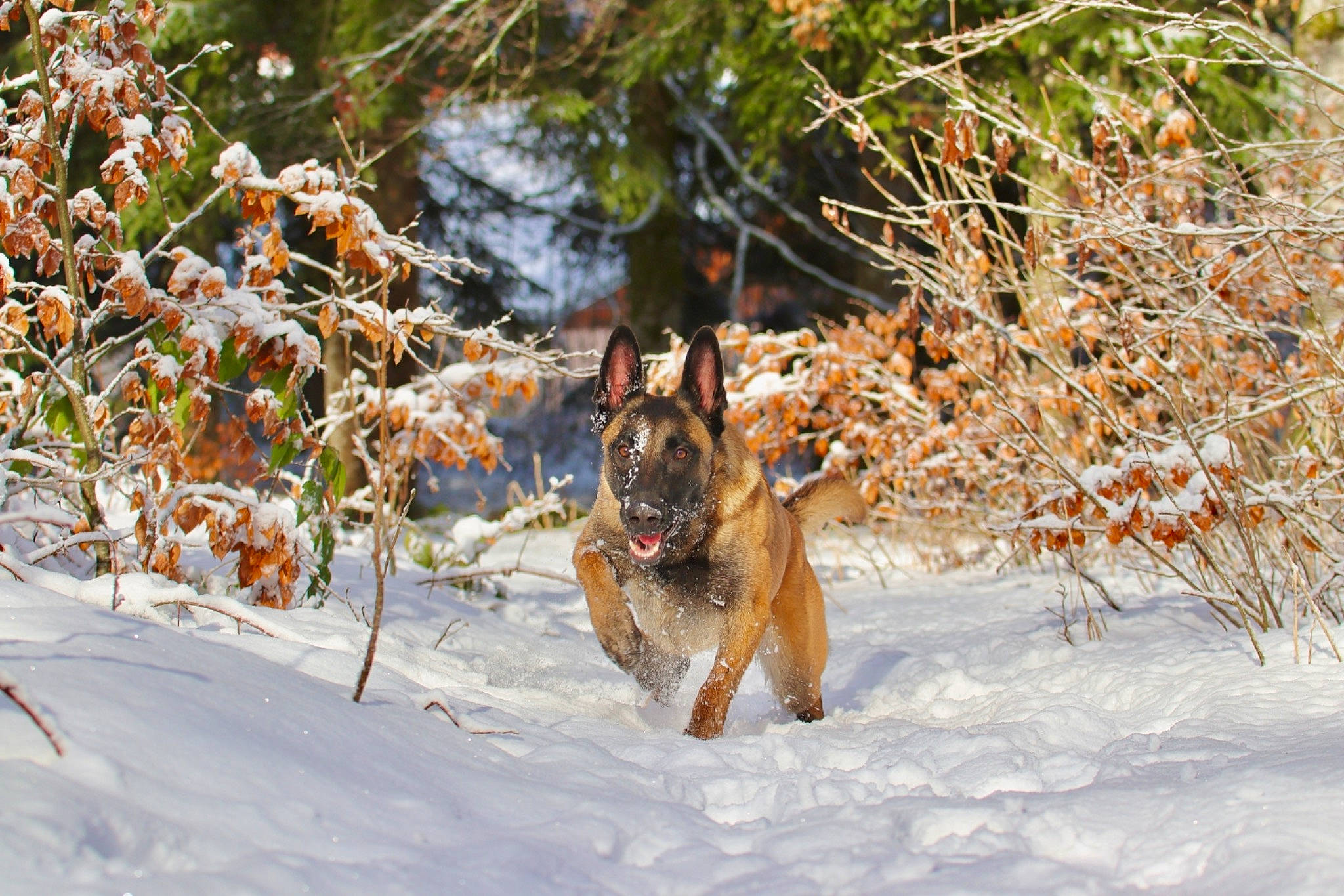 Ouchka a rejoint le concours — aidez-le/la à gagner de superbes lots ! canidae, carnivore, dog, dog_breed, dog_supply, fawn, freezing, grass, mammal, plant, playing_in_the_snow, recreation, snow, sporting_group, tail, tree, twig, vertebrate, wildlife, winter