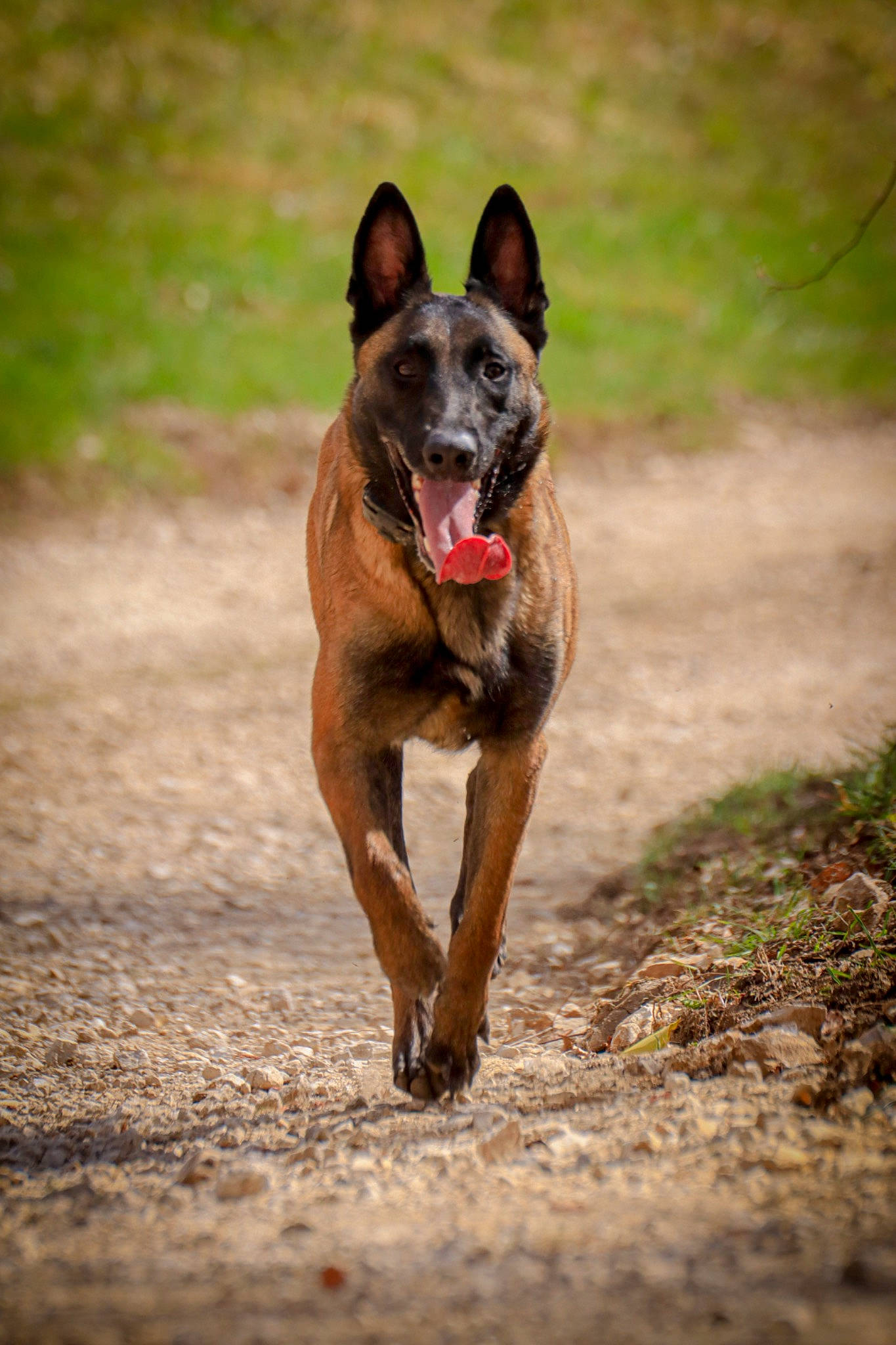 Ouchka participe au concours pour gagner de l'argent avec cette photo : canidae, carnivore, collar, companion_dog, dog, dog_breed, eye, fawn, grass, liver, non_sporting_group, plant, snout, soil, sporting_group, terrestrial_animal, whiskers, wildlife, working_animal, working_dog