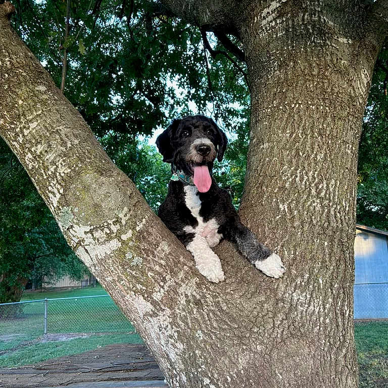 Bernie