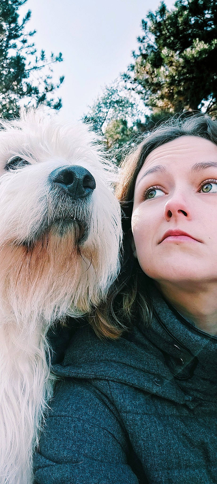 Orius a rejoint le concours — aidez-le/la à gagner de superbes lots ! canidae, carnivore, companion_dog, dog, dog_breed, eyewear, fur, happy, people_in_nature, plant, puppy_love, small_terrier, snout, sporting_group, sunglasses, terrier, toy_dog, tree, vision_care, whiskers