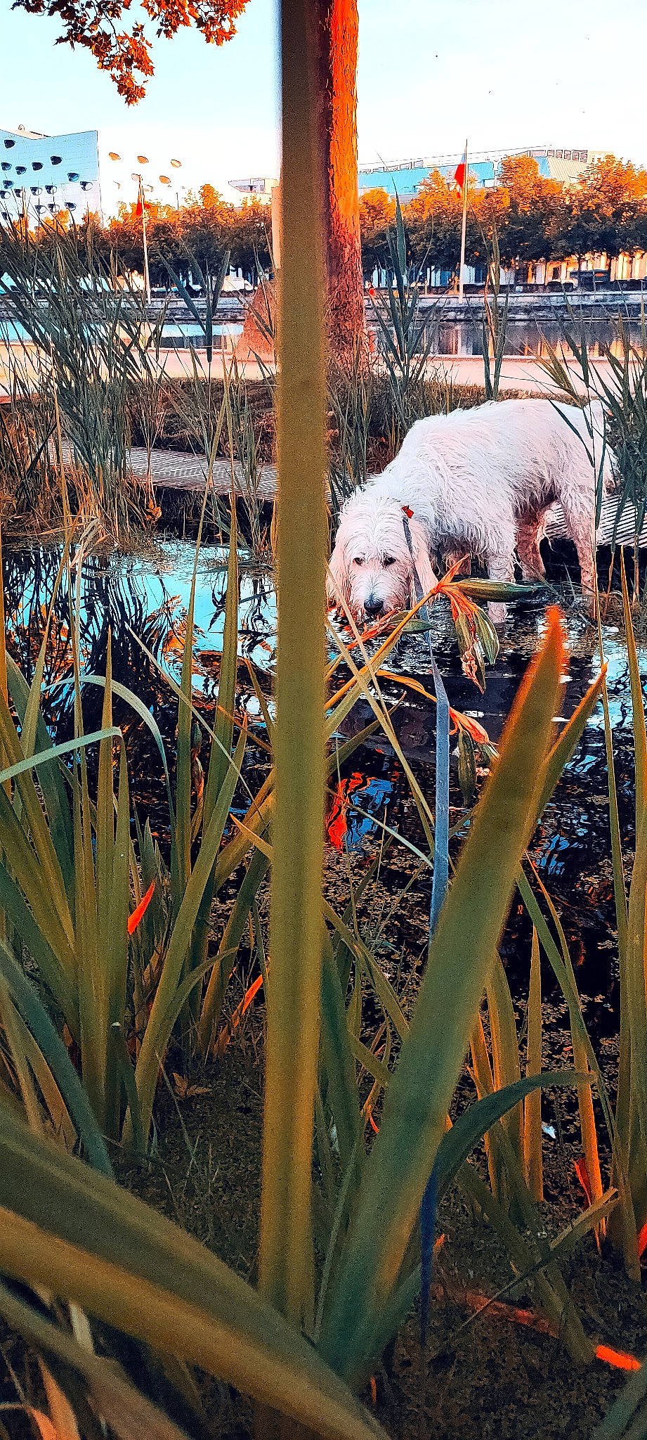 Orius a rejoint le concours — aidez-le/la à gagner de superbes lots ! automotive_wheel_system, companion_dog, dog_breed, fence, fur, garden, grass, home_fencing, landscape, mesh, metal, plant, plant_stem, terrestrial_plant, tree, twig, wildlife, winter, wire_fencing, wood