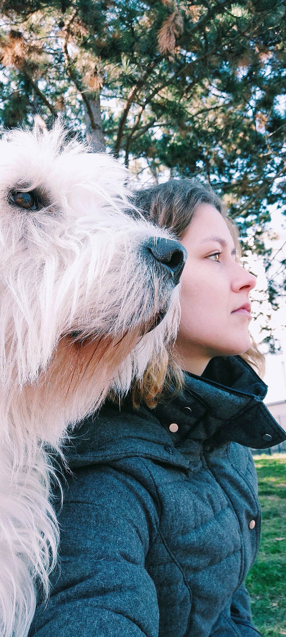 Orius a rejoint le concours — aidez-le/la à gagner de superbes lots ! beard, canidae, carnivore, companion_dog, dog, dog_breed, eyewear, facial_hair, fashion_accessory, fur, happy, people_in_nature, small_terrier, snout, sporting_group, terrier, toy_dog, tree, winter, working_animal