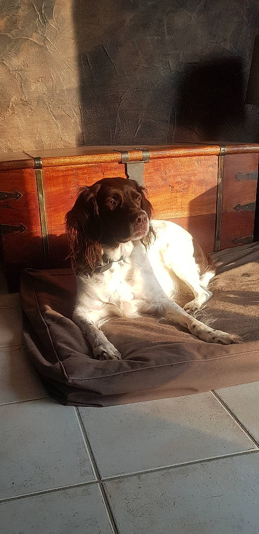Fany participe au concours pour gagner de l'argent avec cette photo : barefoot, bathing, canidae, comfort, companion_dog, felidae, flesh, floor, flooring, foot, fur, hair, hardwood, heat, human_leg, room, sitting, sporting_group, tints_and_shades, wood