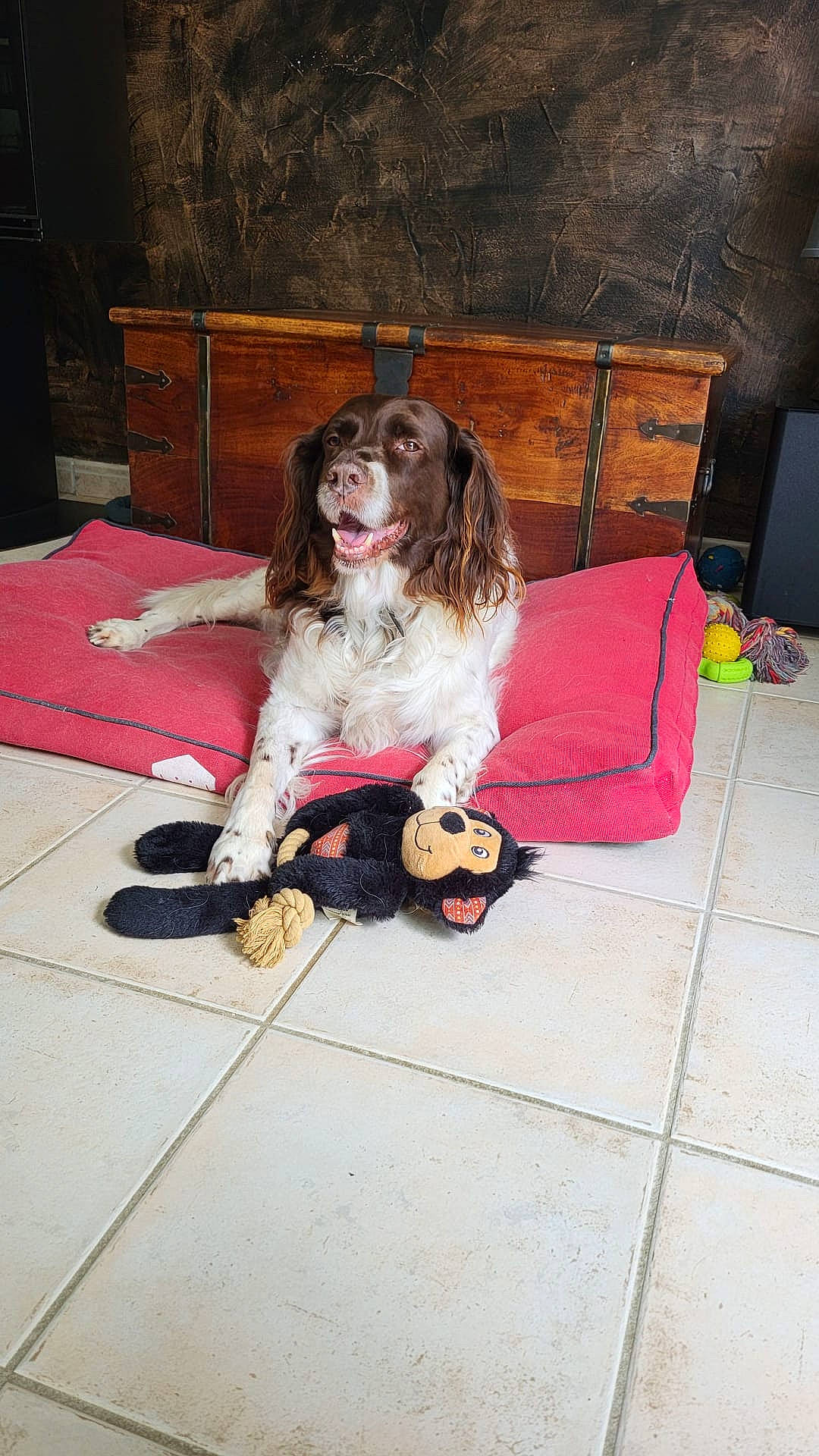 Fany a rejoint le concours — aidez-le/la à gagner de superbes lots ! cabinetry, canidae, carnivore, companion_dog, dog, dog_breed, dog_supply, fawn, floor, flooring, fur, hardwood, liver, pattern, sitting, spaniel, sporting_group, thigh, toy, wood