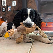 Aaron participe au concours pour gagner de l'argent avec cette photo : animal, black_and_white, canine, cozy, cute, dog, domestic, floor, furniture, home, indoor, lying_down, pet, playful, plush_duck, portrait, relaxed, tile, toy, wall_art
